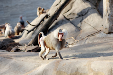 Hamadryas baboon monkey (Heropithecus gelada)
