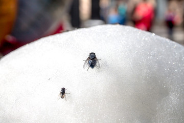 Flies on the sweet