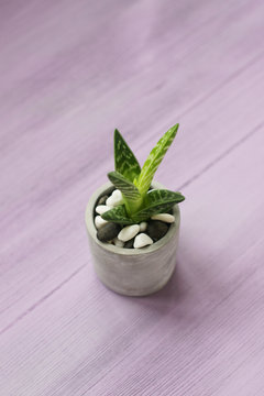 Small aloe in a pot on a wooden table