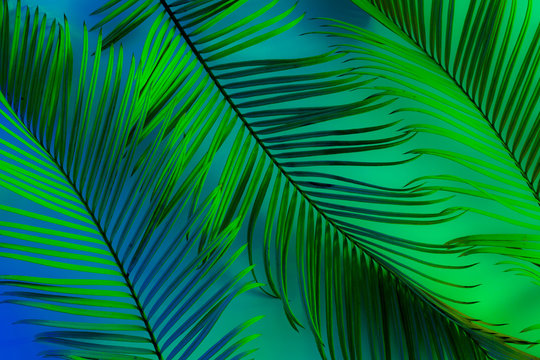Tropical summer background - colorful exotic leaves