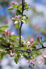 Obraz premium Blooming tree