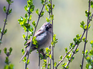 Bird sparrow in the bushes