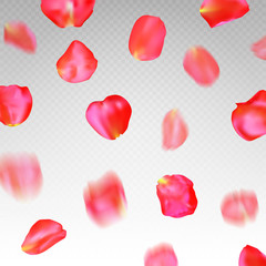 A lot of falling red rose petals on transparent background.