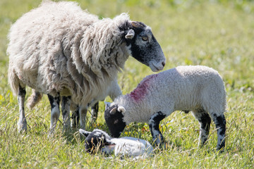 Fototapeta premium Family of sheep with lambs in a farmers field of grass