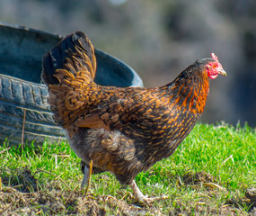 Chicken in the wild