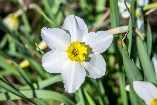 Narcissus in the nature