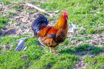 Rooster in nature