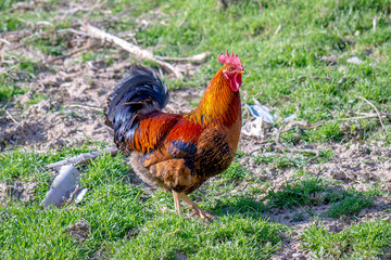 Rooster in nature