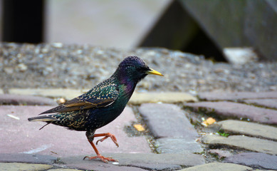 A starling in the city