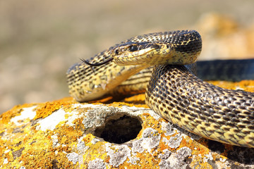 blotched snake ready to attack