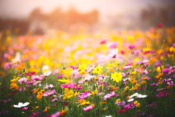 Cosmos flowers filed, Useful for background