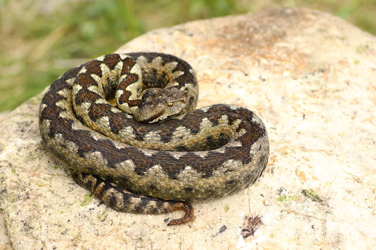 beautiful venomous european snake