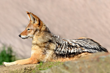 Black-backed jackal ( Canis mesomelas )
