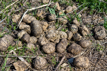Dry horse manure in the grass