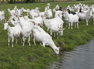 Fototapeta premium group of white goats in green dutch meadow in the netherlands drink water from canal