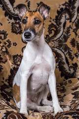 Dog Fox Terrier sitting on the couch