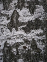 Obraz premium Birch bark