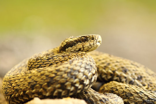 elusive meadow viper