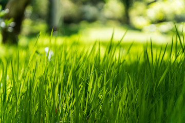 Green grass, one sunny day, blurred background,selective focus.