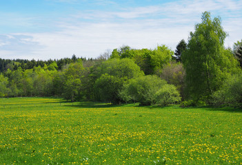 Sommerwiese