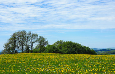 Obraz premium Sommerwiese