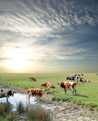 Cows grazing in a pasture on a cloudy morning