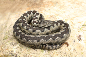 large nose horned viper basking on rock