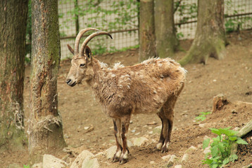 Naklejka na ściany i meble young siberian ibex male (Capra sibirica) with horns