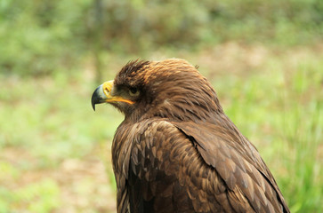 portrait of golden eagle (Aquila chrysaetos) 