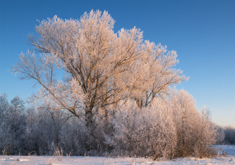 Trees covered with rime in a frosty winter day
