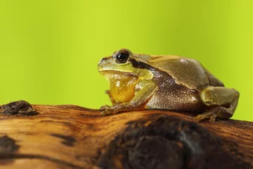 Crédence de cuisine en verre imprimé Grenouille male tree frog singing on wood stump