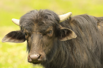 portrait of young black water buffalo