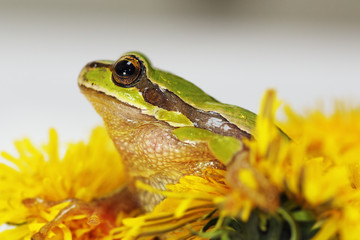 prince frog in dandelion flower