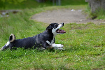 i come as fast as i can, cute little dog is robbing over the ground