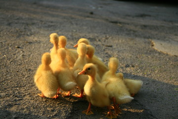 little ducklings