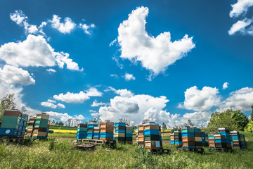 Bienenkästen im Frühjahr © focus finder