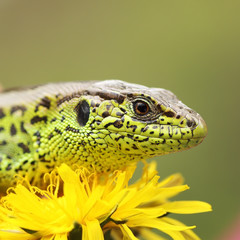 sand lizard basking on dandelion flower