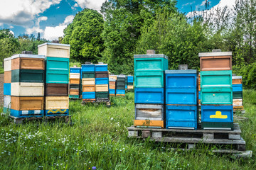 Bienenkästen im Frühjahr