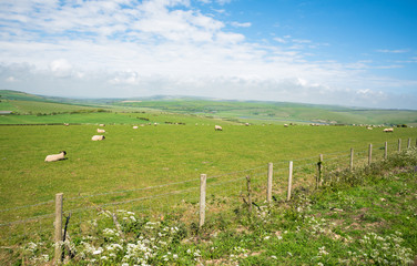 Fototapeta na wymiar Sheeps grazing on a green meadow in Sussex, England.