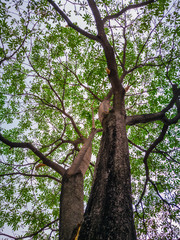 Low angle view of green tree in springtime, Woods Background, Low angle view of green leaves on a tall tree