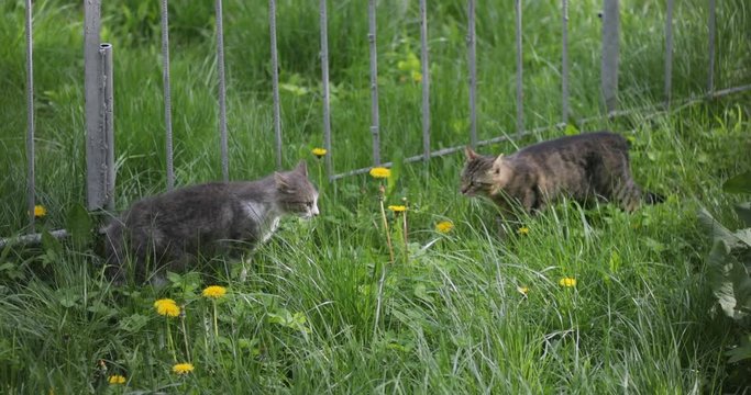 Cats scold angry grass fight two pet animal cat life bad danger evil territory aggressive kitty paw furry domestic 4k