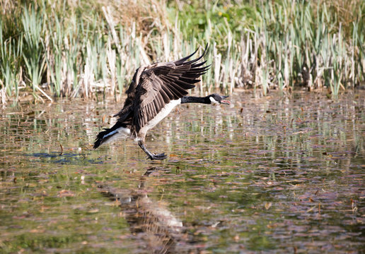 Canada Goose about to land on water he has his feet out ready for landing