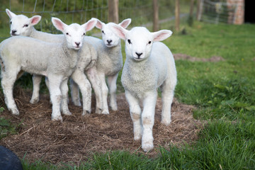 Baby lambs are curious to the photographer in a field
