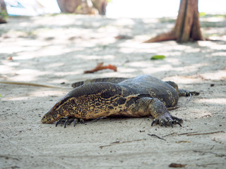 Water monitor lizard on the beach on Koh Rok island, Thailand