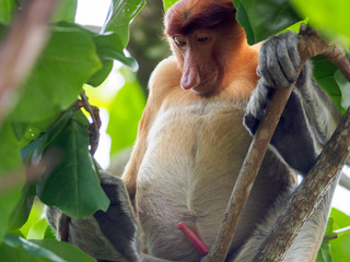 Fototapeta premium Proboscis monkey (Nasalis larvatus) male with erected penis, Bako National Park, Sarawak, Borneo, Malaysia