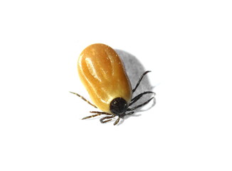 tick