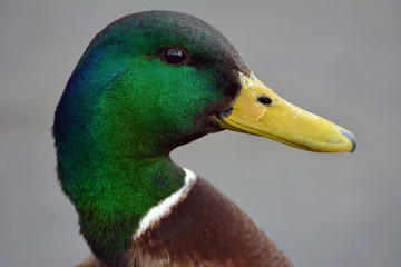 Close up on a Mallard duck