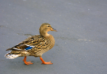 Close up on a Mallard duck
