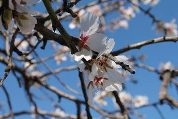 Almendros