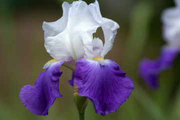 Iris germanica